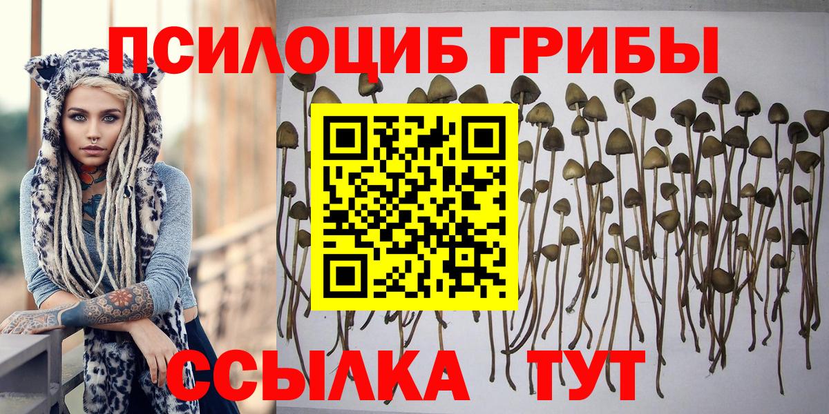 Галлюциногенные грибы Psilocybe Полевской